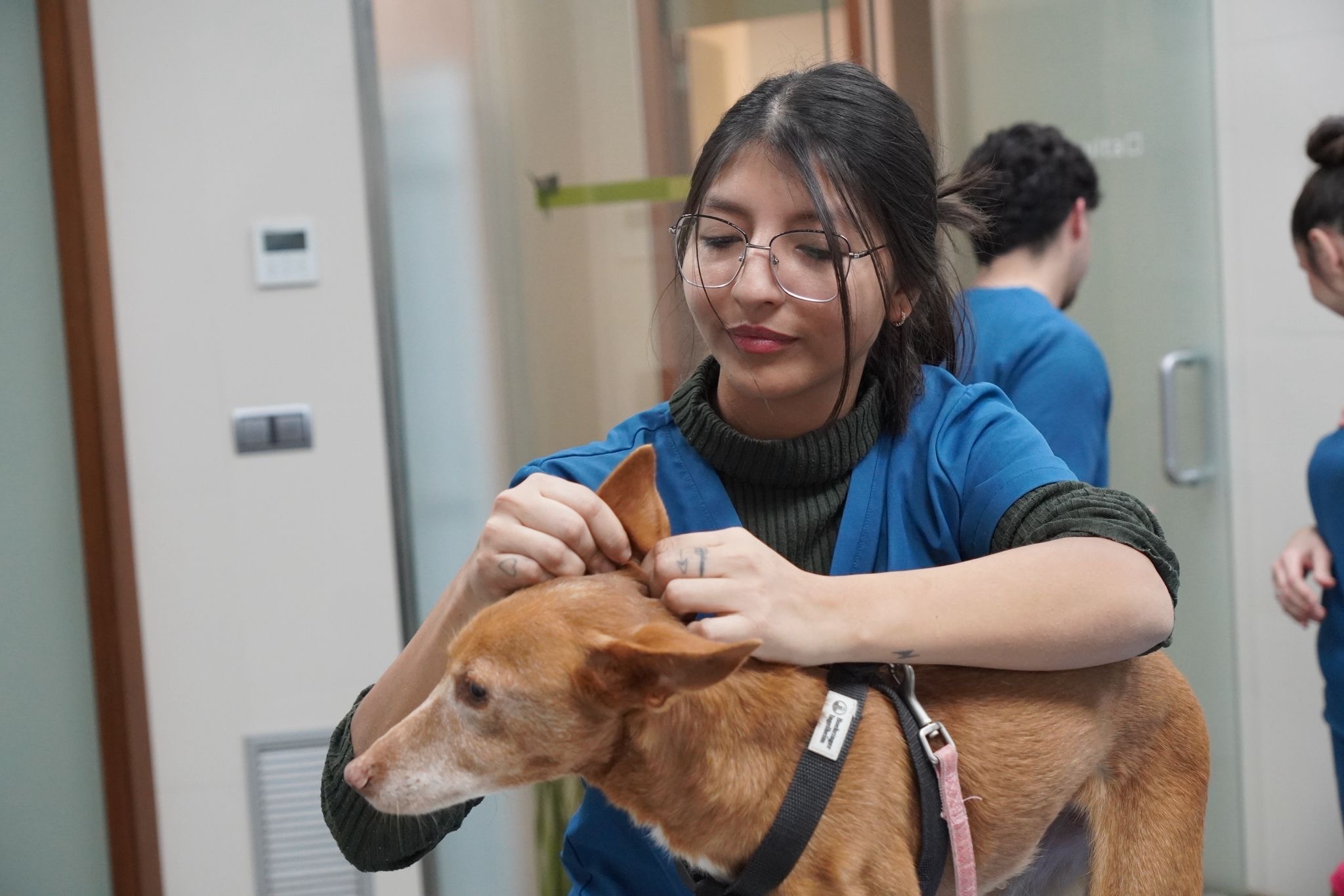 Gato atendido en la clínica veterinaria
